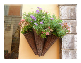 Cornucopia Floral Trio, Assisi